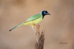 Cyanocorax-yncas;Green-Jay;Jay;One;avifauna;bird;birds;color-image;color-photogr